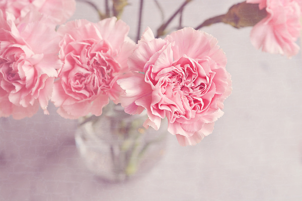 Vase of Pink Flowers